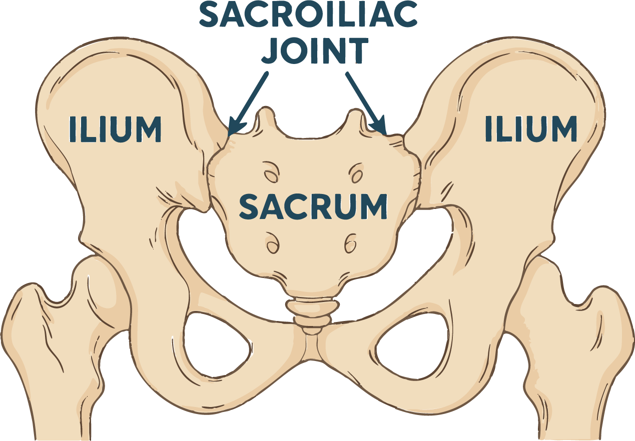 Posterior pelvis line drawing labeling the sacrum and both sacroiliac joints