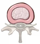 Healthy young disc cross-section