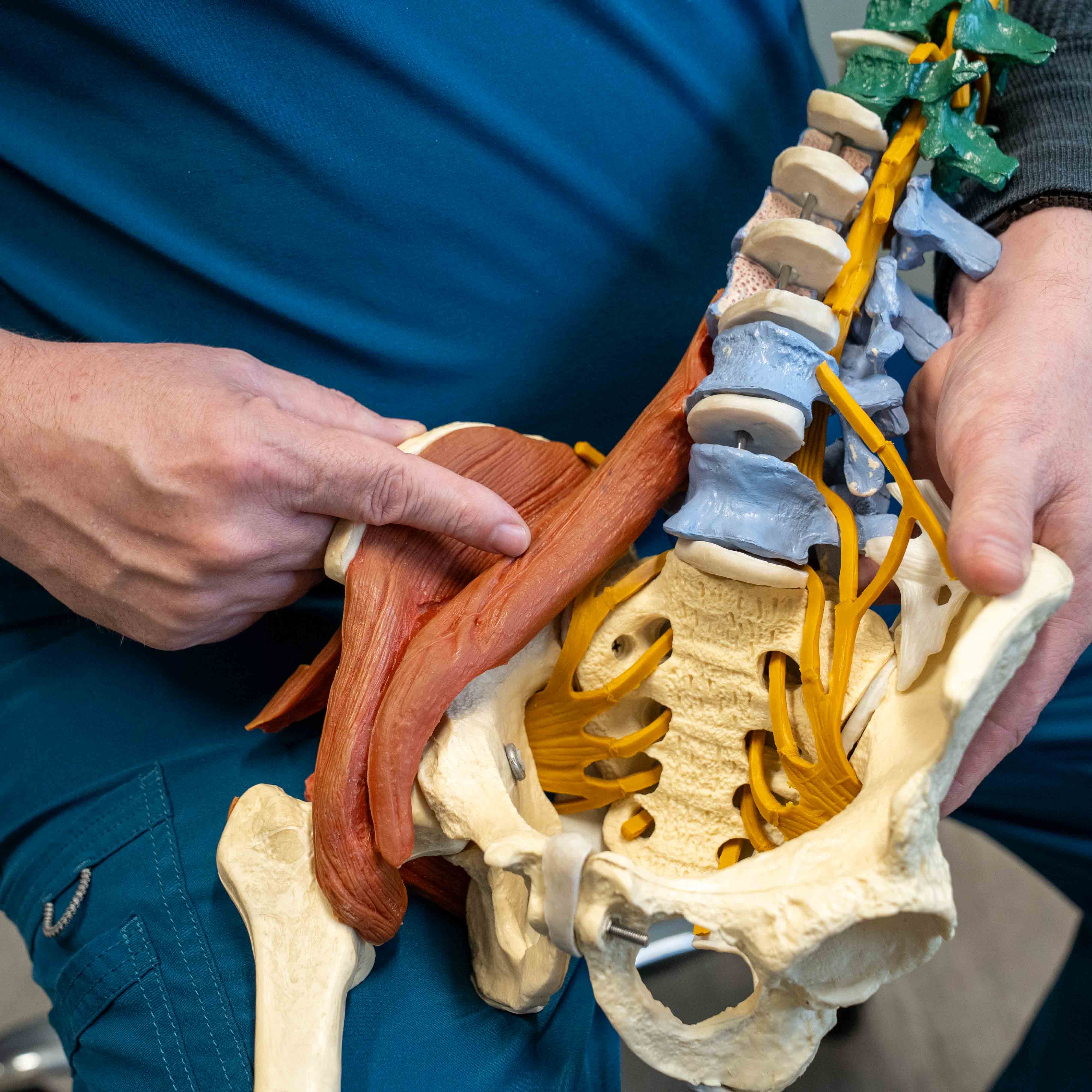 Dr. Franke holding an anatomical model of the lumbar spine and pelvis, his thumb on the iliacus muscle